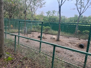 【童谣】7.三只小猪