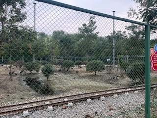 【童谣】8.大公鸡