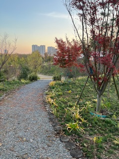 雨花公园的蘑菇