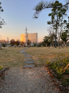 雨花公园的蘑菇