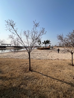 骆马湖游乐场的树