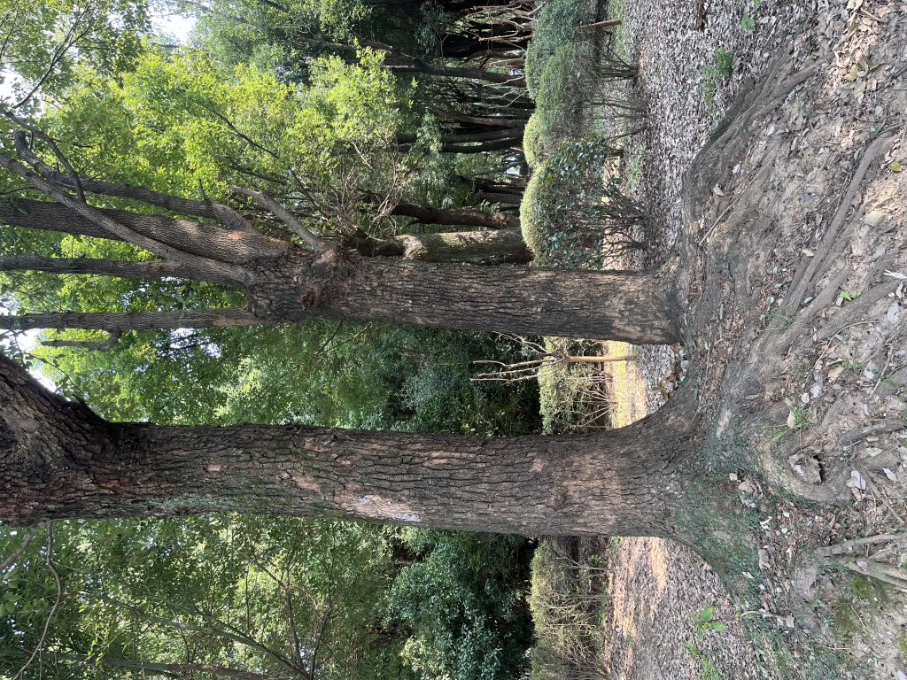 香樟树上的宝藏