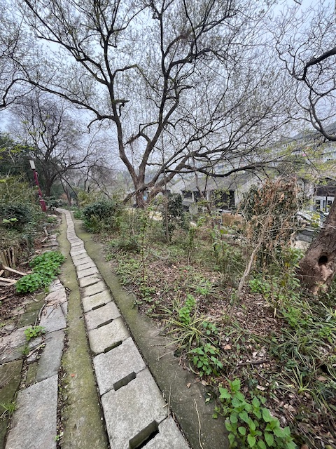 有人把秘密，藏进了一棵会呼吸的树