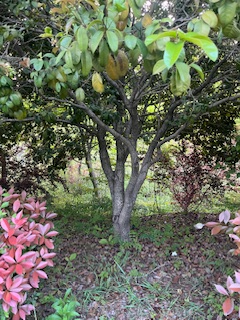 林间的秘密信使