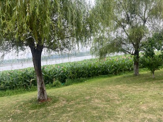 九龙湖荷花池树