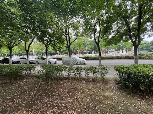 大树上的小树