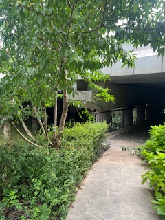 江心洲公园之桃花朵朵